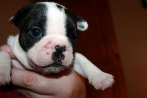 French Bulldog Puppies Available