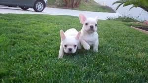 Solid White French Bulldogs Tex (***) *** ***5