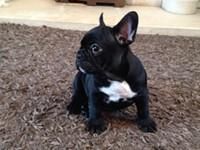 French bulldog puppies