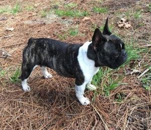 Gorgeous and inteligent French Bulldogs ready now