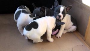 French Bulldog puppies for sale