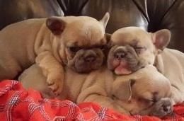 French Bulldog For Sale (***) ***-***3