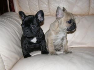 Sweet French Bulldog puppies