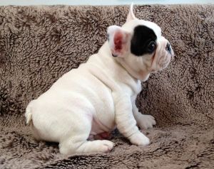 Beautiful French Bulldog Puppies Available