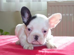 ready Purebred French Bulldog Puppies