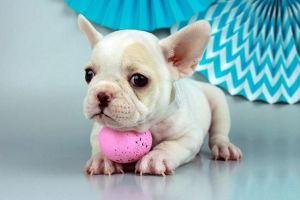 Han French Bulldog Pups