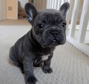 Super Adorable Akc French Bulldog Puppies