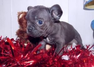 French Bulldog Female For Sale Price Reduced