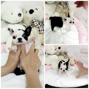 Akc Bulldog Puppies Frenchie (***) ***-***8