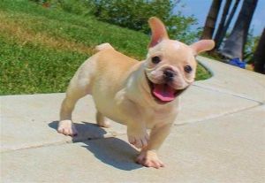 Max is an outstanding little puppy