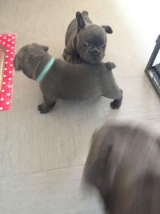 Stunning French Bulldogs ***