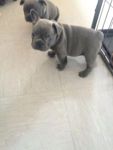 Stunning Kc French Bulldog Puppies