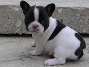 French Bulldog Puppies For Sale $450.00