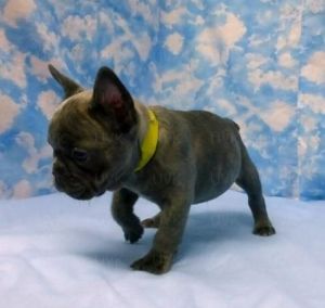 Frenchies for sale