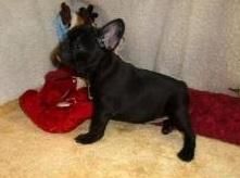Lilac Male French Bulldog Born 8-8-15 4 M/o.