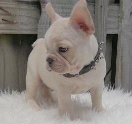 Gallant French bulldog puppies for sale