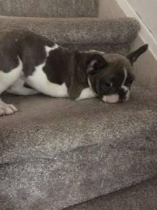 French Bulldogs to great families