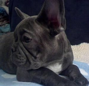 Text no fear for the re-homing french bulldogs