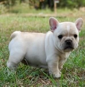 Outstanding French Bulldog Puppies