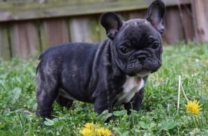 Cute French bulldog