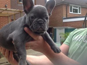 Kc Reg Blue French Bulldog Puppies T/c ***