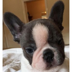 Beautiful French Bulldog Puppies (***) ***-***7