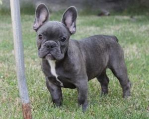 French Bulldog puppies for sale.