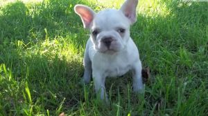 Cute Male and Female French Bulldogs