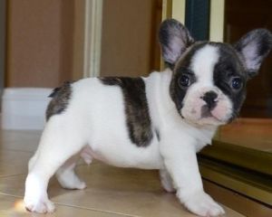 French Bulldog For Sale
