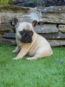 Family raised french bull dog puppies for sale..