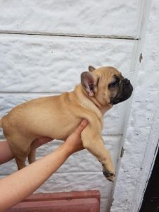 Stunning French Bulldogs pups Kc Reg