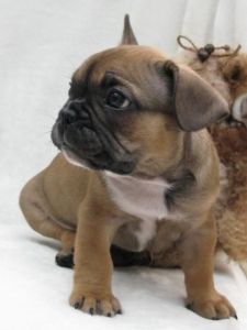 Quality Kc Pups Carrying At -ready Now-