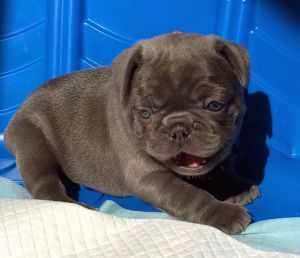 Lovely French Bulldog