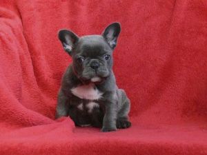 Healthy French Bulldog Puppies
