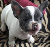KC French Bulldog Puppies