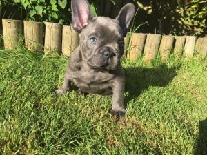 Flambouyant Male and female French Bullies