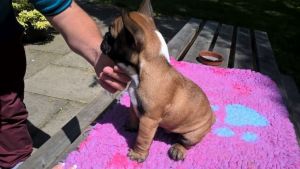 Adorable french bulldog puppies for sale