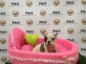 French Bulldog - Ferrari - Female