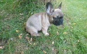 Adorable AKC French Bulldog puppies! (***) ***-***8