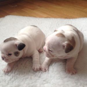 Affectionate French bull pups for a caring home.