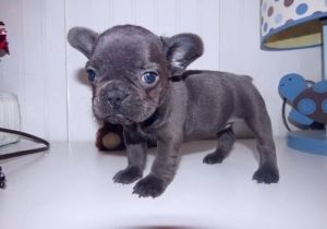 Stunning Red Fawn French Bulldogs