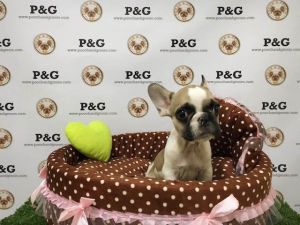 French Bulldog - Bentley - Male