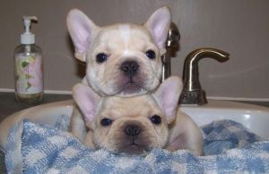 akc Male french bulldog pup