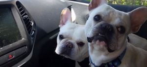 Beautifull French Bulldogs