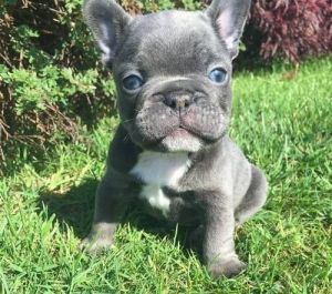 Kc Registered Bule French Bulldog Puppies