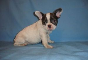 Healthy Cute French Bulldog Puppies For Sale