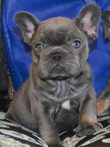 Litter Of 10 French Bulldog Blue Carriers ***