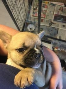 Stunning Full Cream Girl Kc Reg