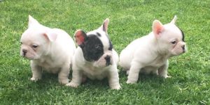 French Bulldog puppies ANKC registered