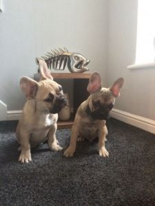 Fawn Tripple Carrys Ready To Go Now